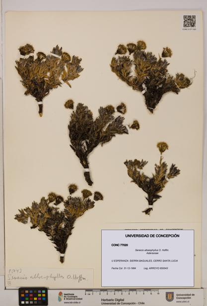 Senecio alloeophyllus [Espécimen: UDEC:CONC:0077020]