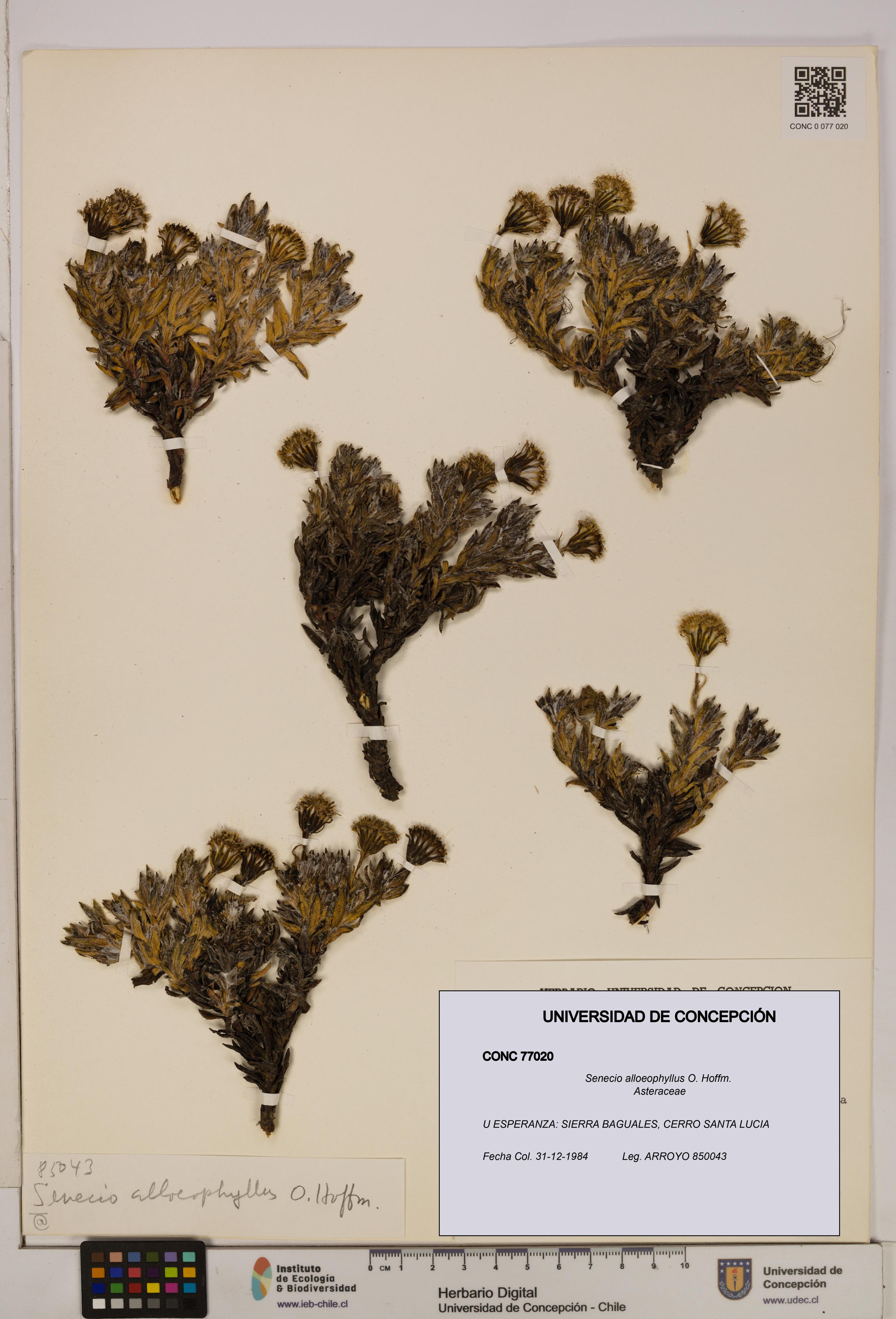 Senecio alloeophyllus [Espécimen: UDEC:CONC:0077020]