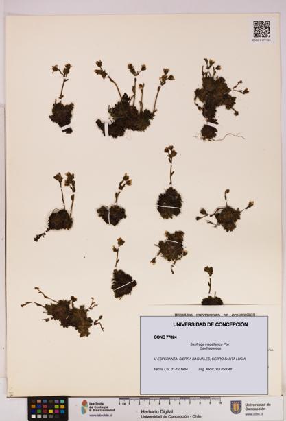 Saxifraga magellanica [Espécimen: UDEC:CONC:0077024]