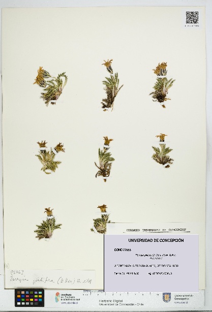 Perezia pilifera [Espécimen: UDEC:CONC:0077033]