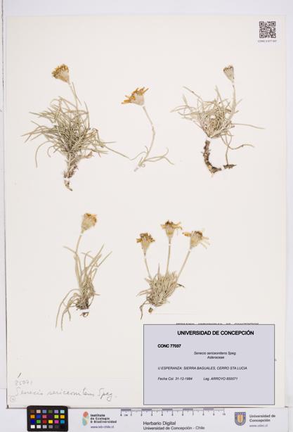 Senecio sericeonitens [Espécimen: ]