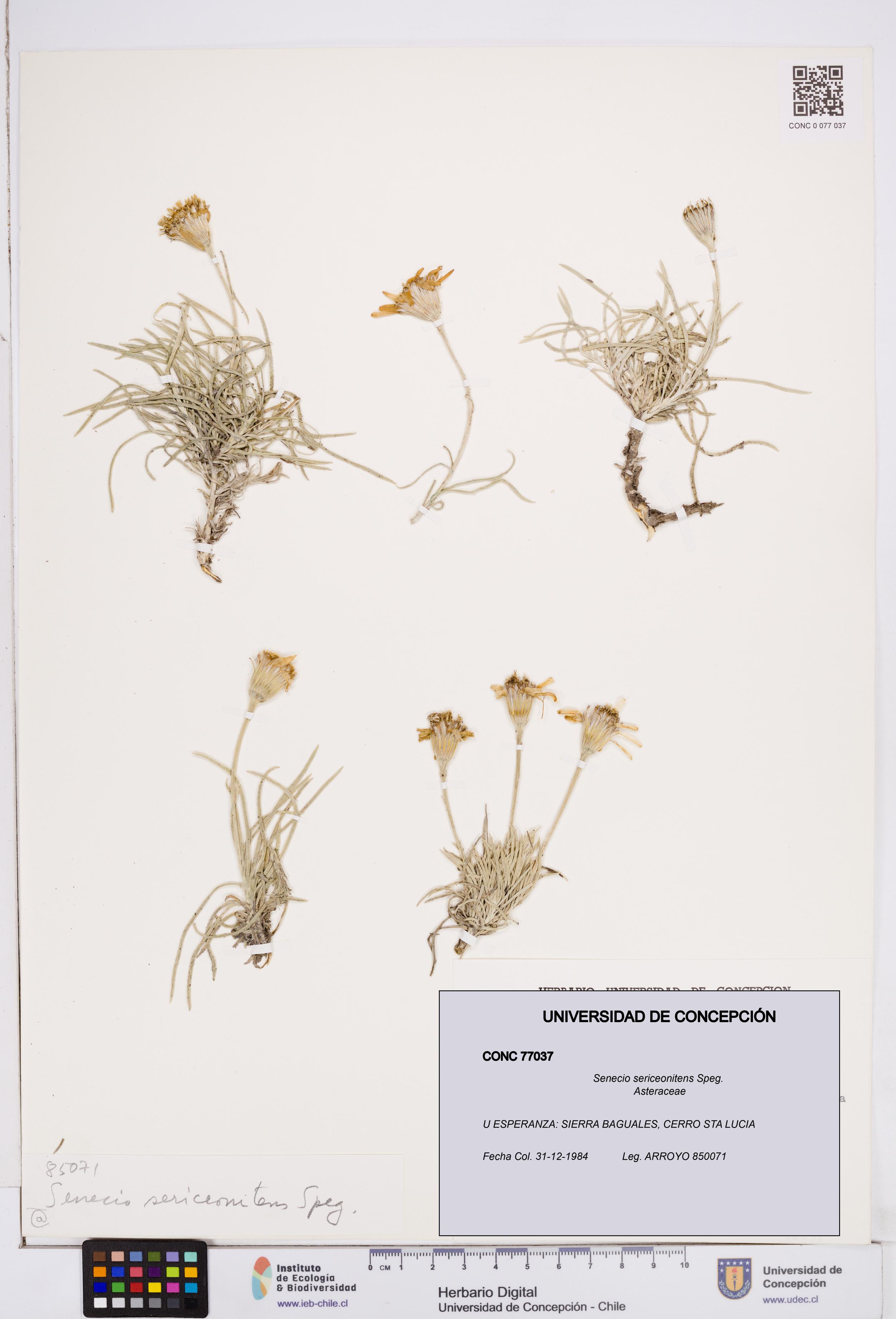 Senecio sericeonitens [Espécimen: ]
