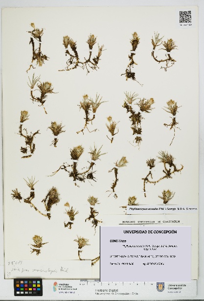 Phylloscirpus acaulis [Espécimen: UDEC:CONC:0077039]