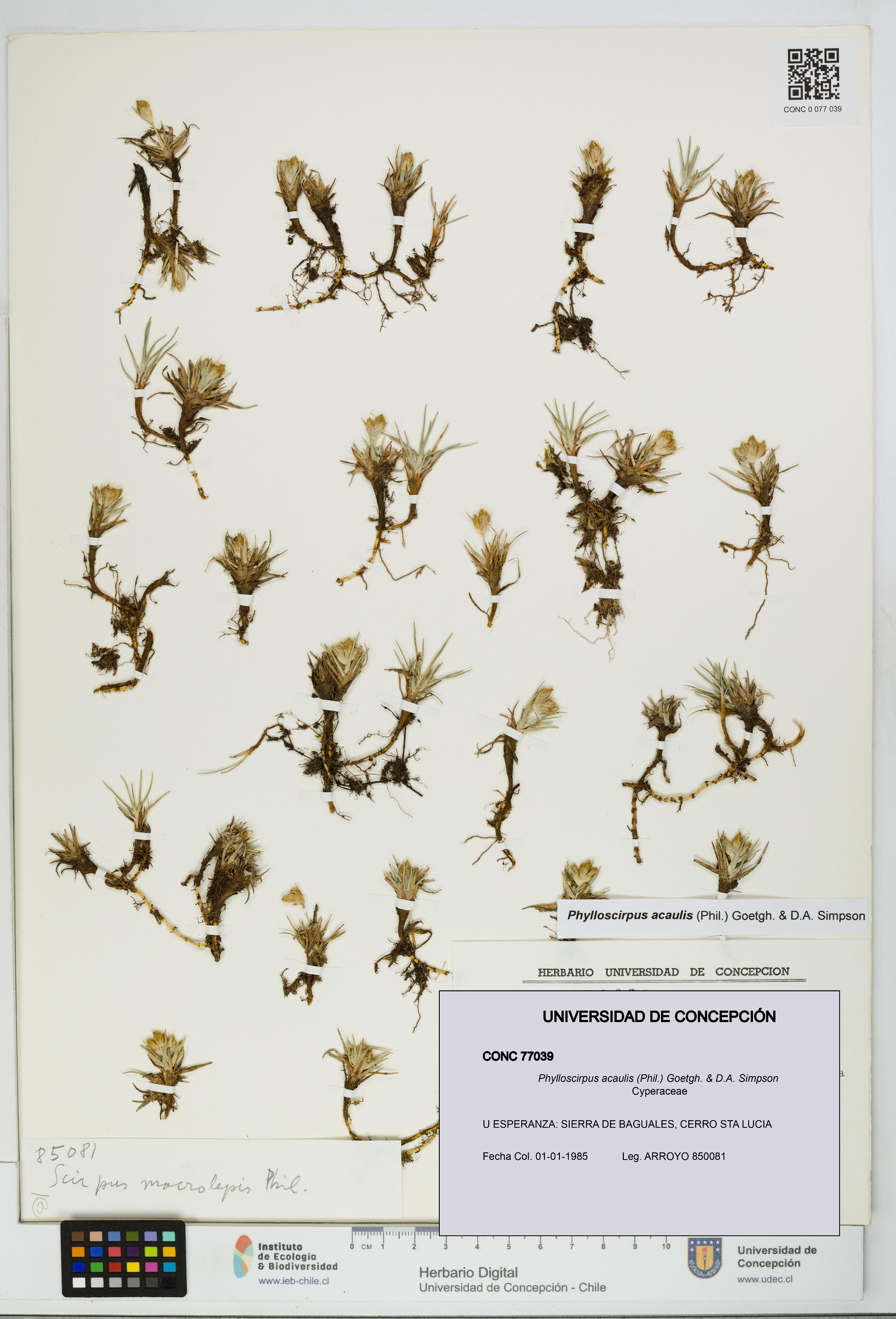 Phylloscirpus acaulis [Espécimen: UDEC:CONC:0077039]