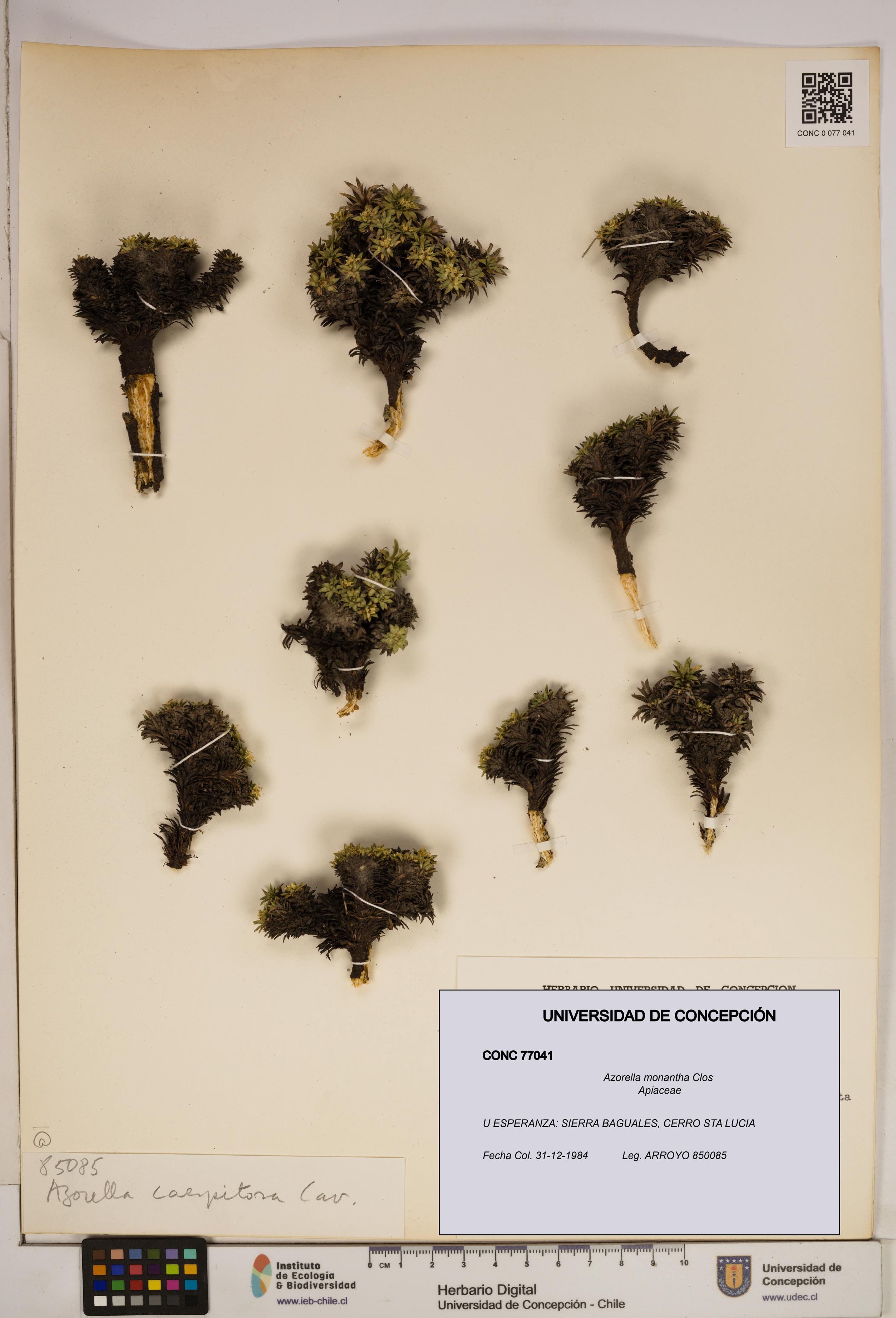 Azorella monantha [Espécimen: ]
