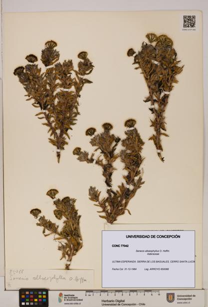 Senecio alloeophyllus [Espécimen: UDEC:CONC:0077042]