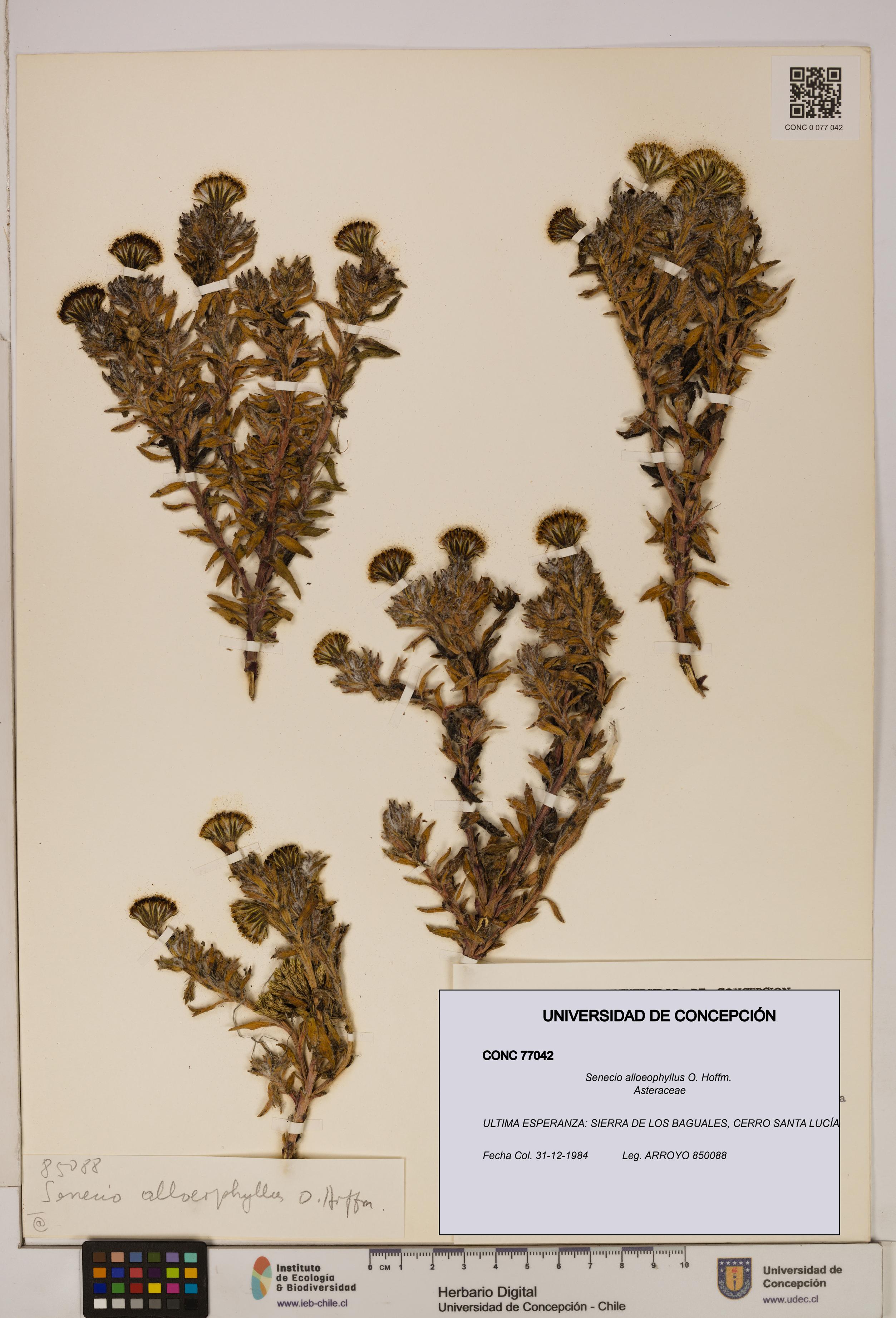 Senecio alloeophyllus [Espécimen: UDEC:CONC:0077042]
