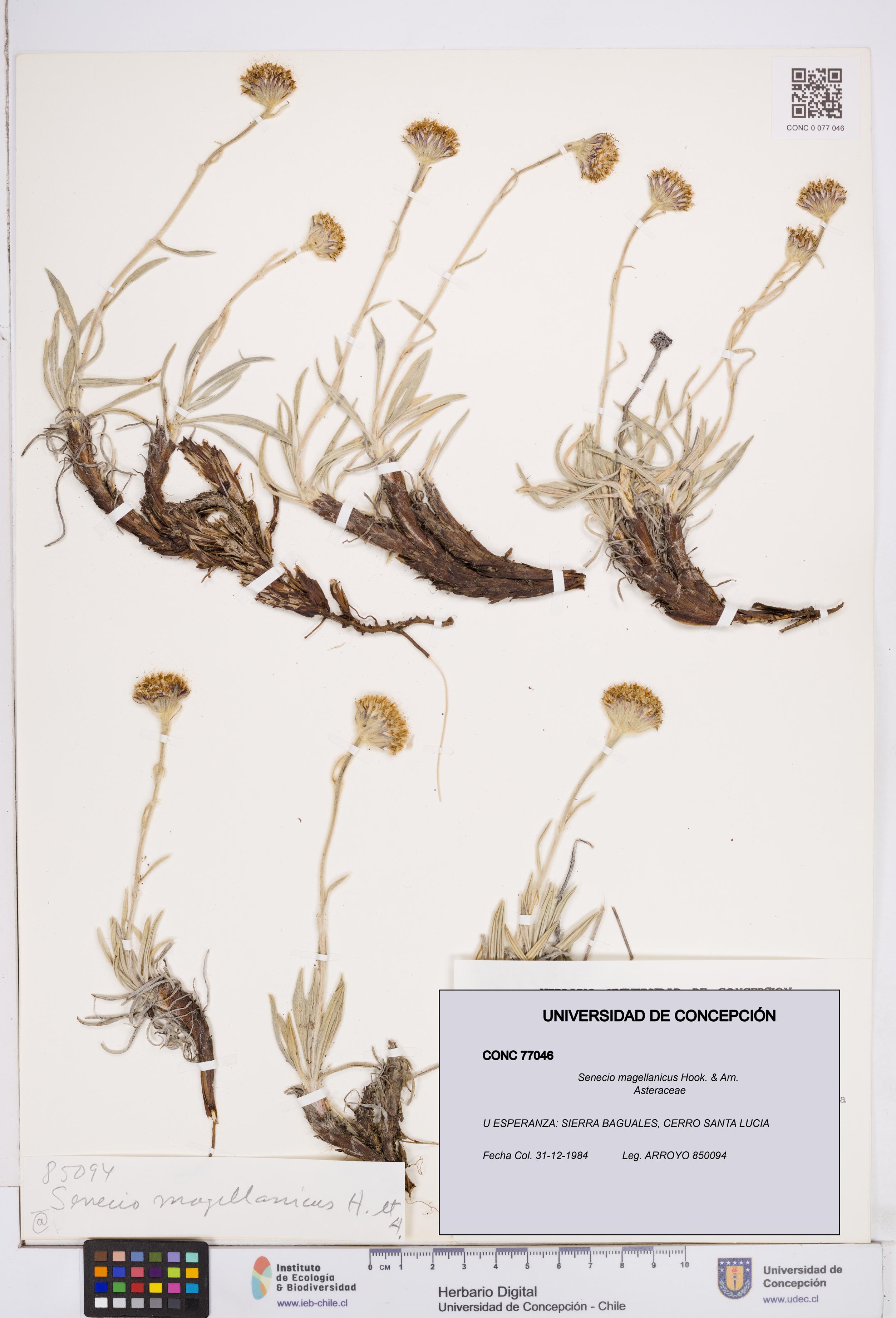 Senecio magellanicus [Espécimen: ]