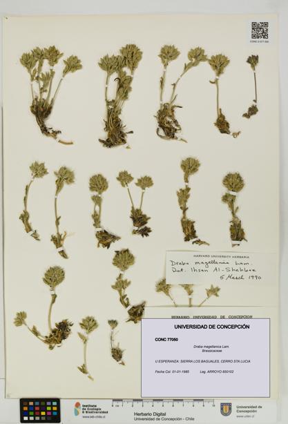 Draba magellanica [Espécimen: UDEC:CONC:0077050]