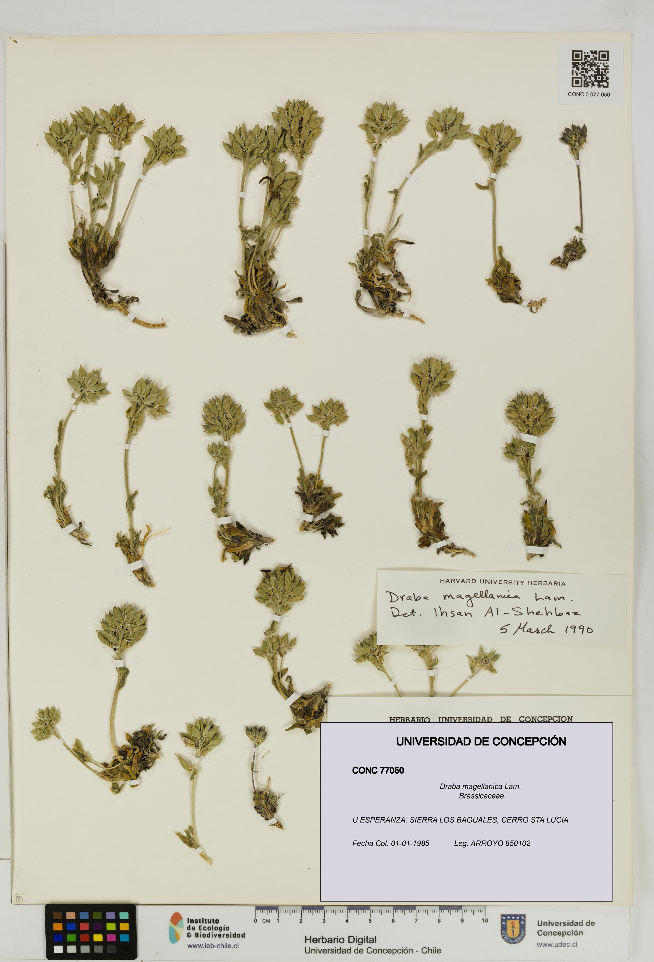 Draba magellanica [Espécimen: UDEC:CONC:0077050]