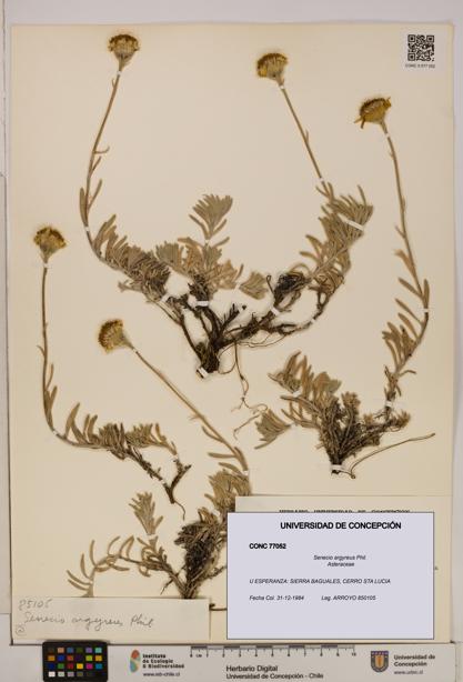 Senecio argyreus [Espécimen: UDEC:CONC:0077052]