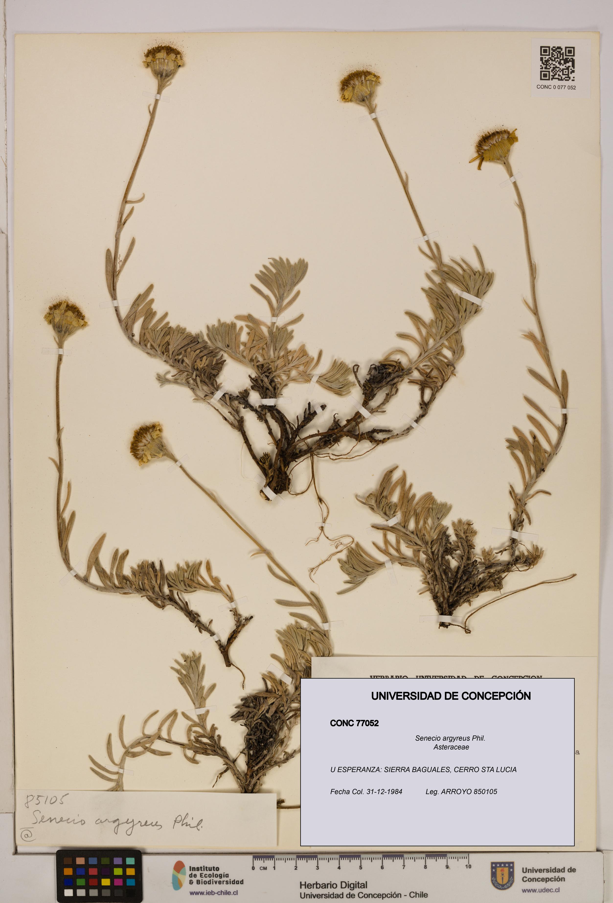 Senecio argyreus [Espécimen: UDEC:CONC:0077052]
