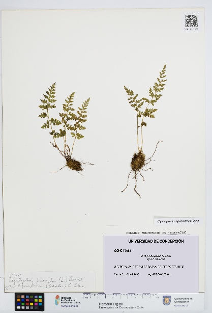 Cystopteris apiiformis [Espécimen: UDEC:CONC:0077056]