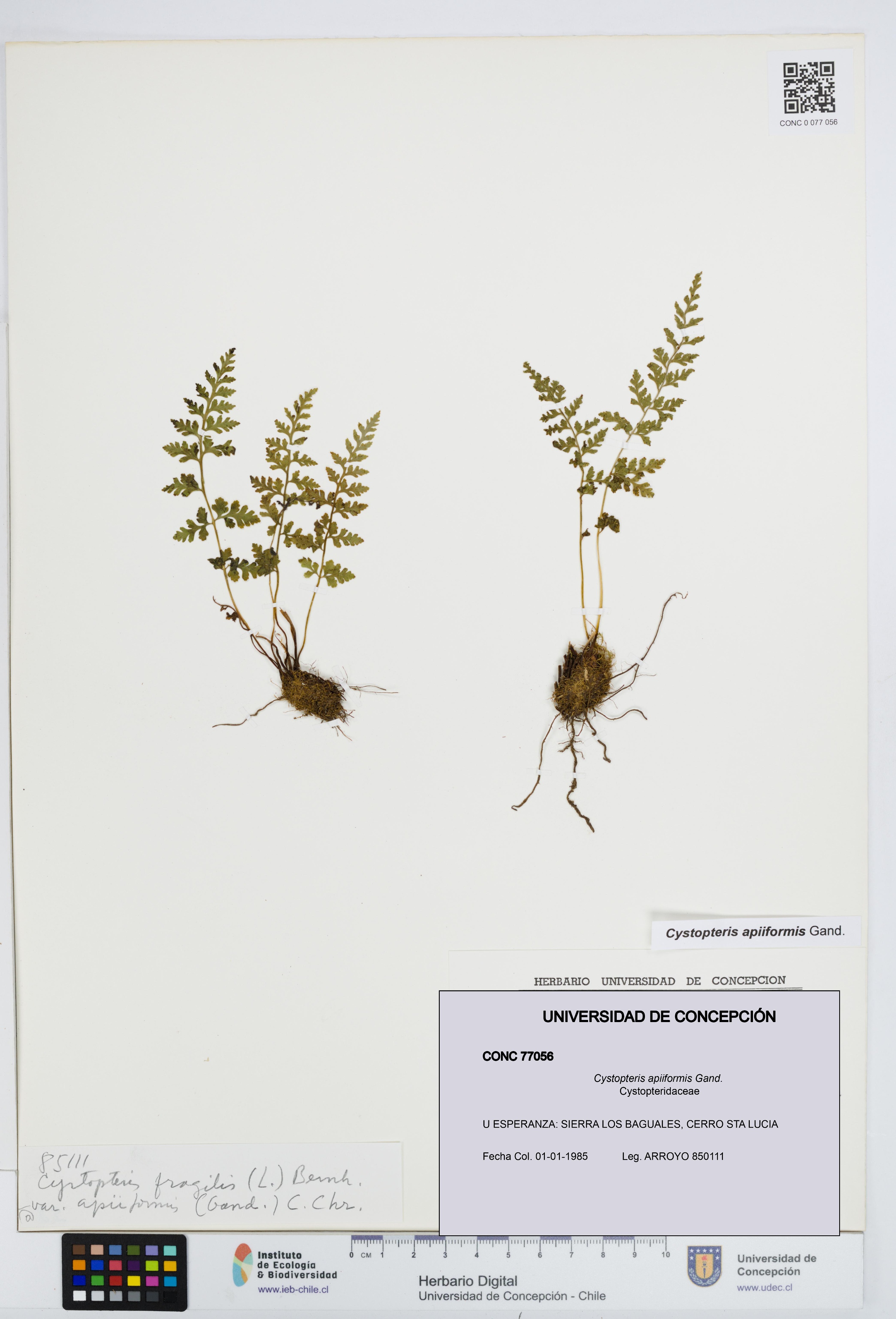 Cystopteris apiiformis [Espécimen: UDEC:CONC:0077056]