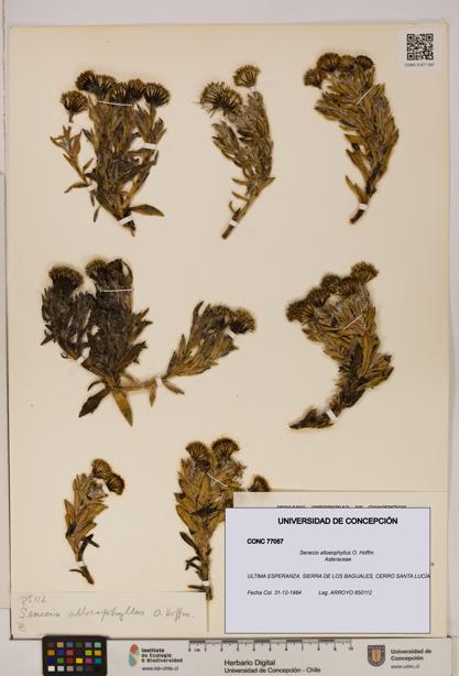 Senecio alloeophyllus [Espécimen: UDEC:CONC:0077057]