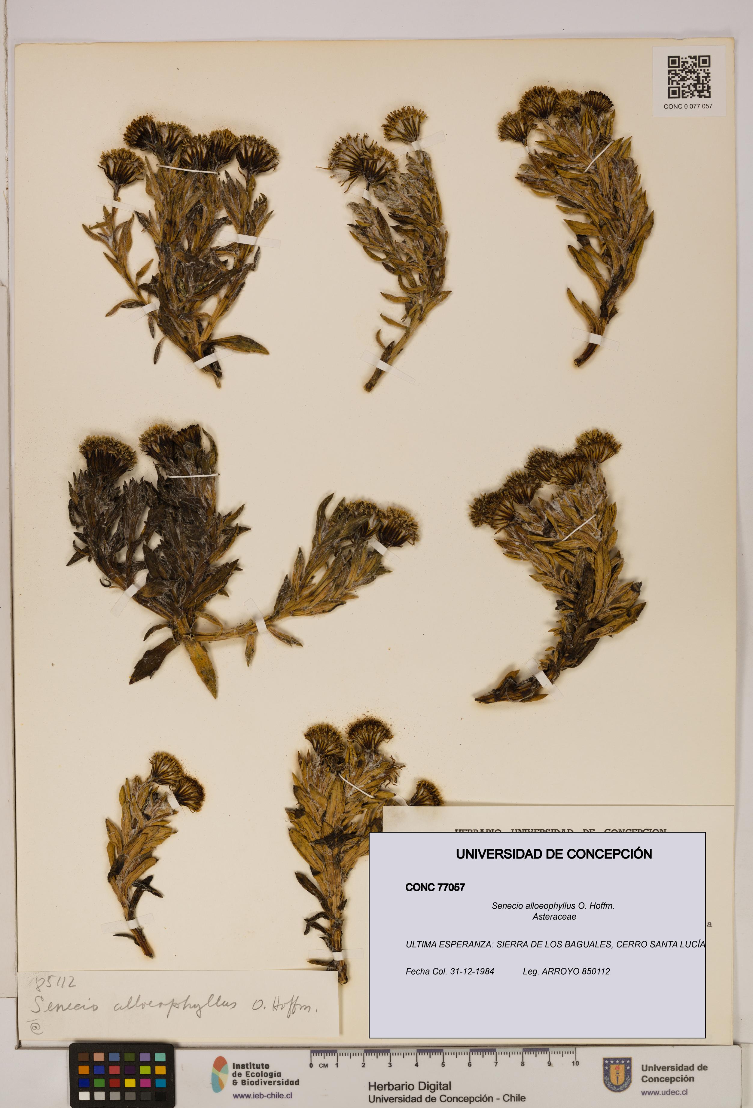 Senecio alloeophyllus [Espécimen: UDEC:CONC:0077057]