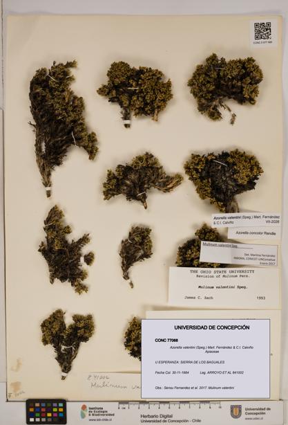 Azorella valentini [Espécimen: ]