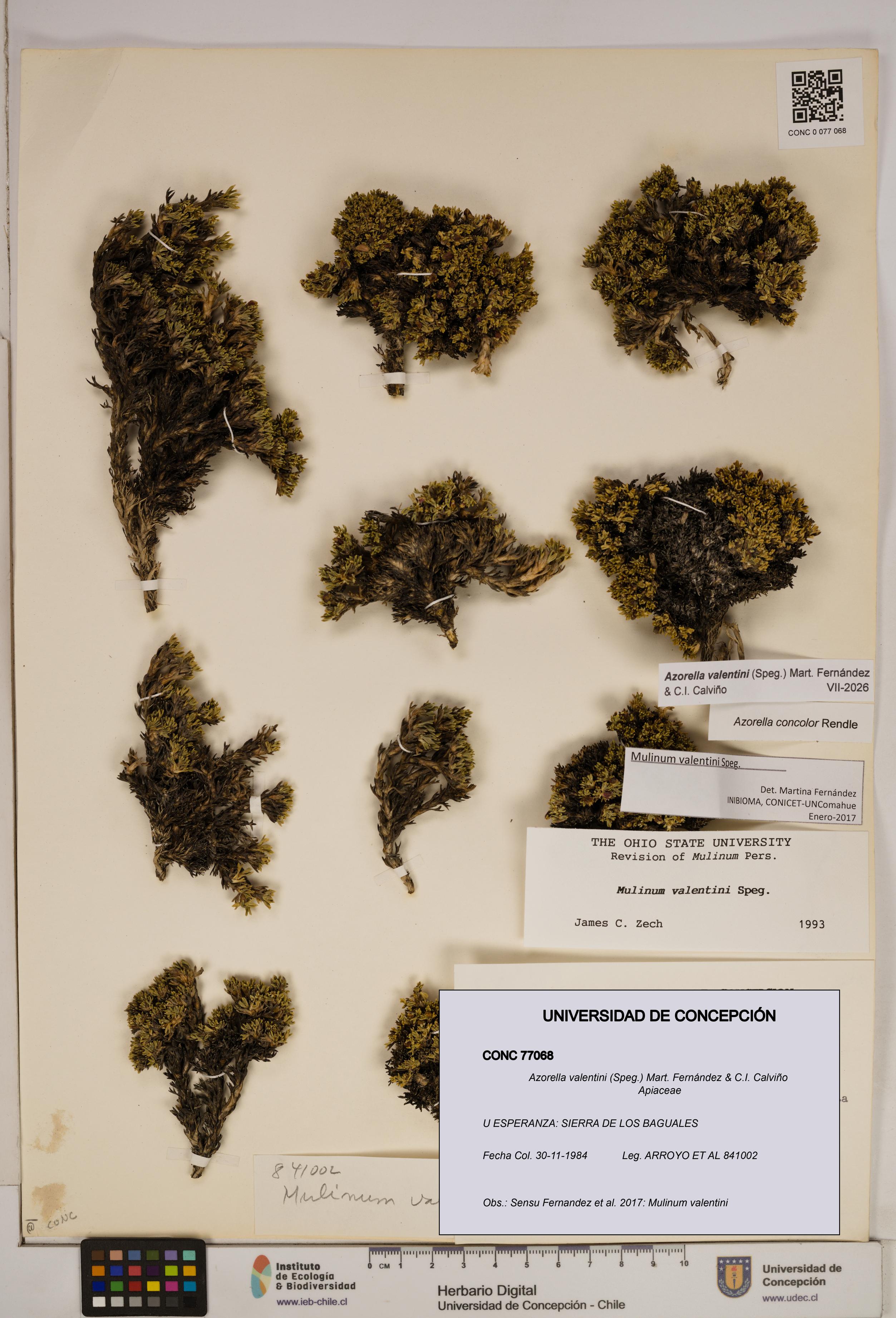 Azorella valentini [Espécimen: ]