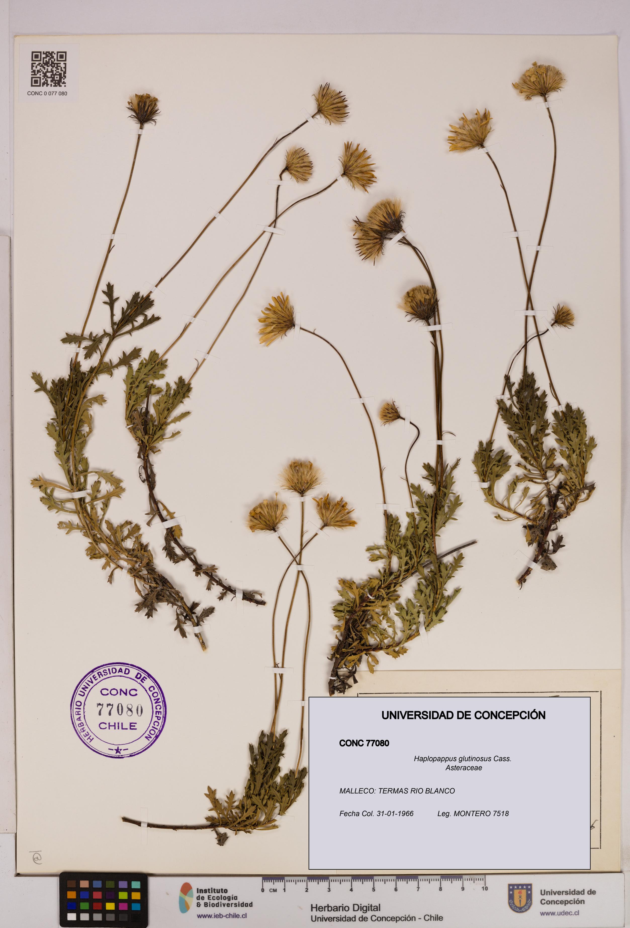 Haplopappus glutinosus [Espécimen: UDEC:CONC:0077080]