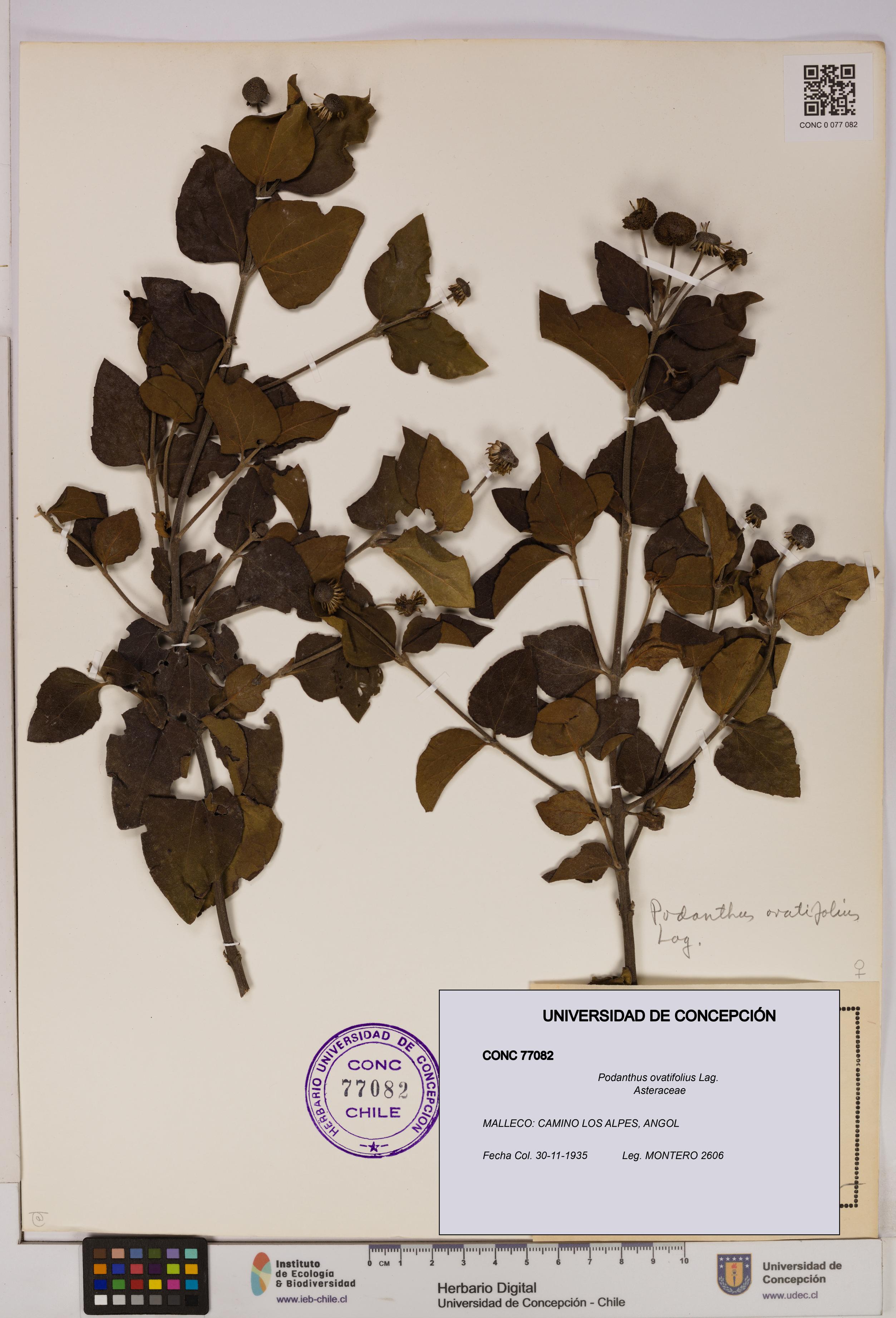 Podanthus ovatifolius [Espécimen: ]