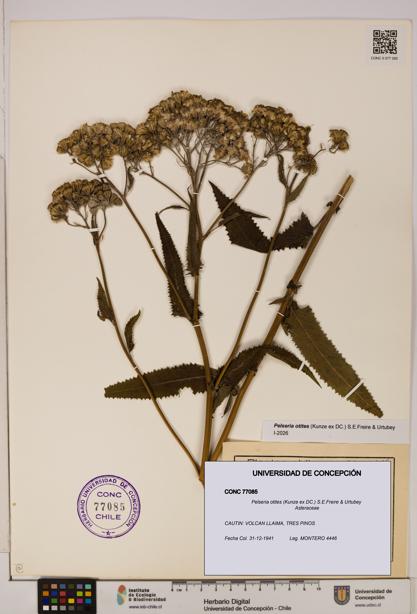 Pelseria otites [Espécimen: ]