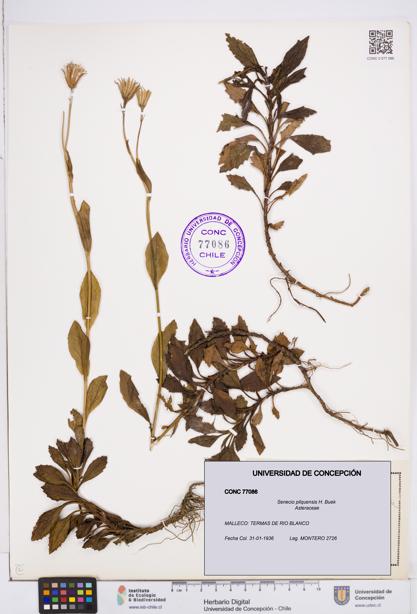 Senecio pilquensis [Espécimen: ]