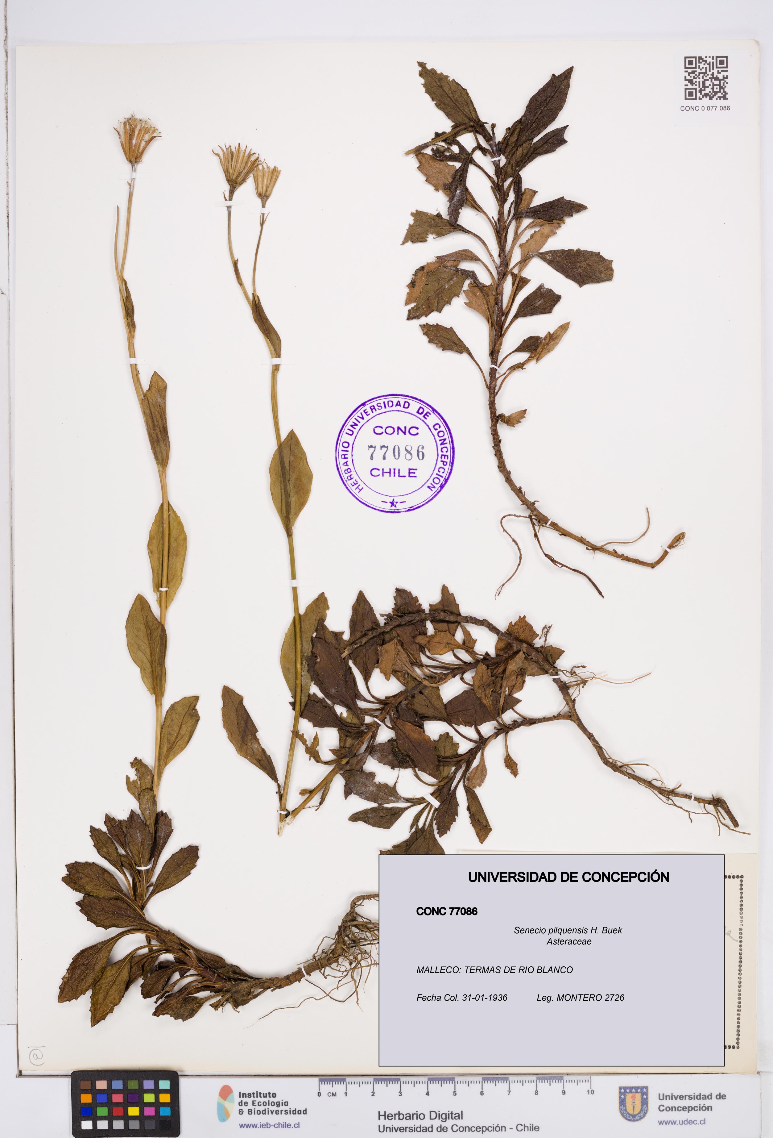Senecio pilquensis [Espécimen: ]