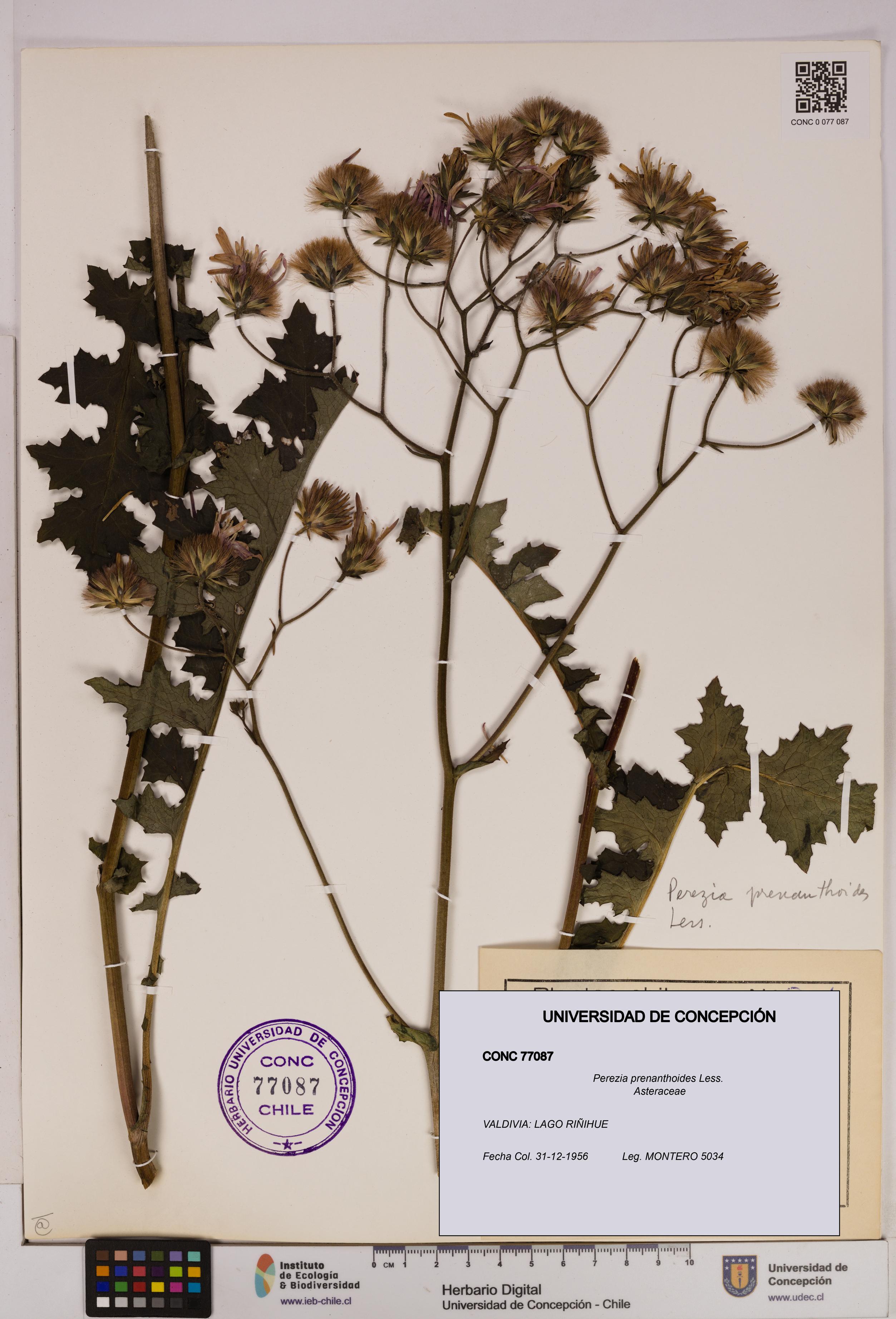 Perezia prenanthoides [Espécimen: UDEC:CONC:0077087]