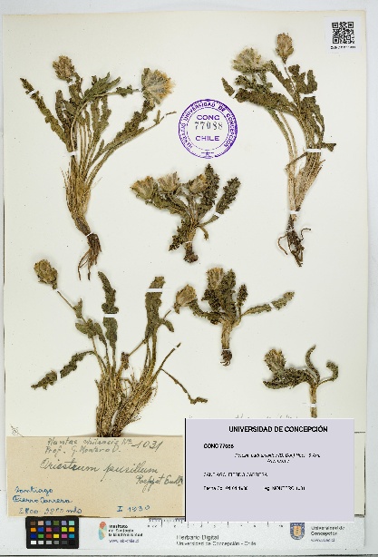 Perezia carthamoides [Espécimen: UDEC:CONC:0077088]