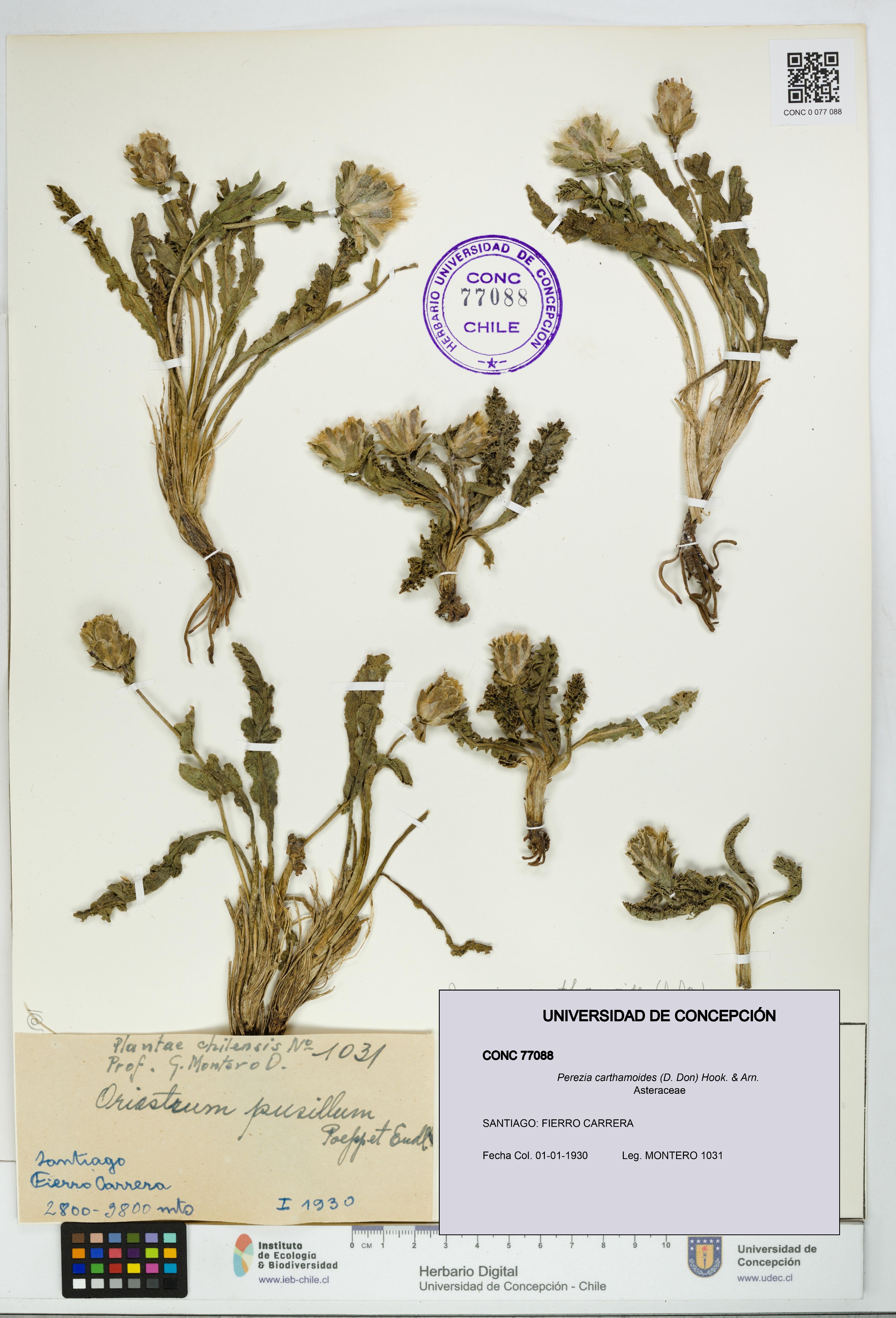 Perezia carthamoides [Espécimen: UDEC:CONC:0077088]