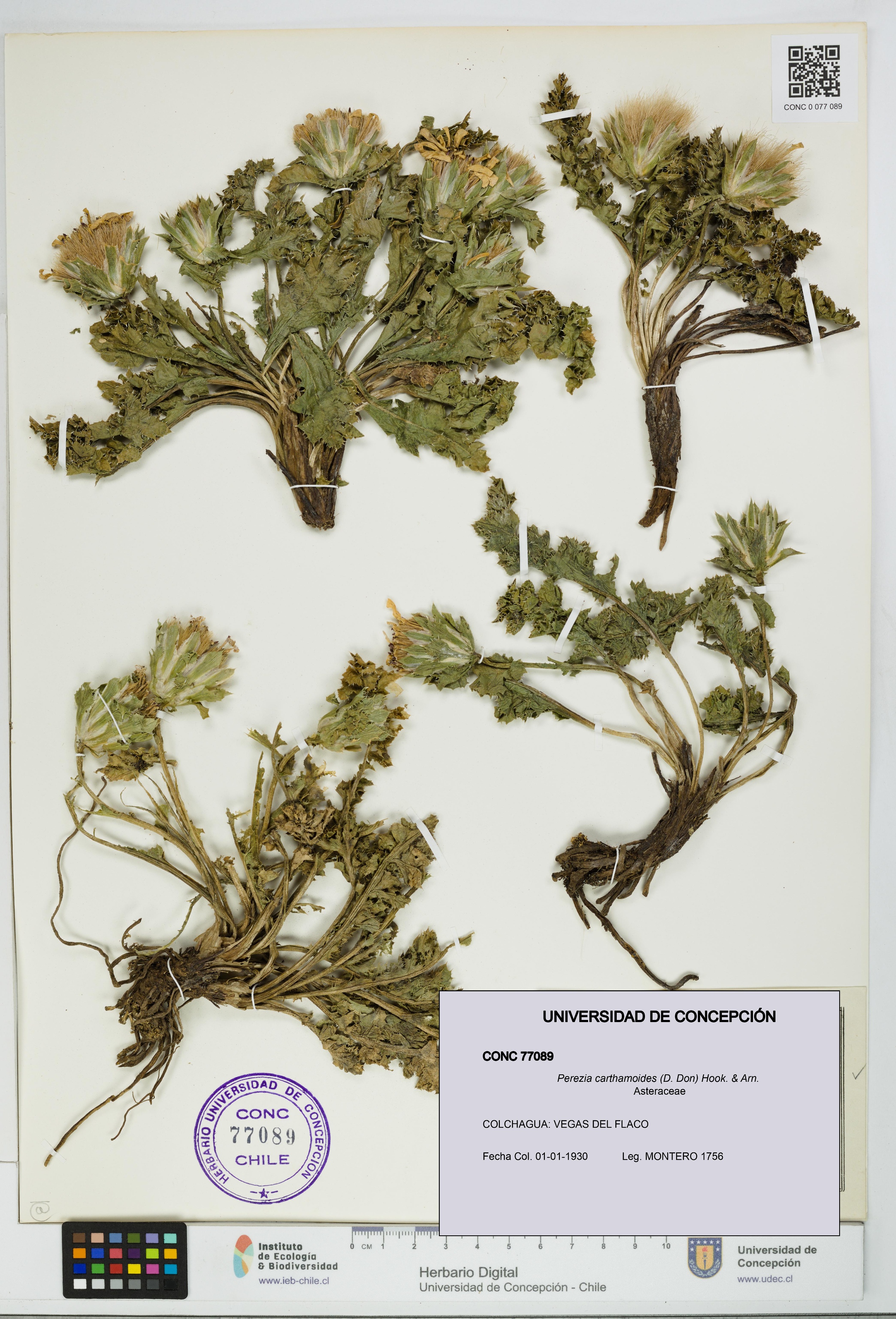 Perezia carthamoides [Espécimen: UDEC:CONC:0077089]