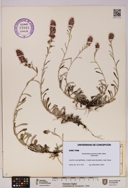 Gamochaeta americana [Espécimen: UDEC:CONC:0077092]