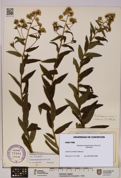 Baccharis racemosa [Espécimen: UDEC:CONC:0077093]