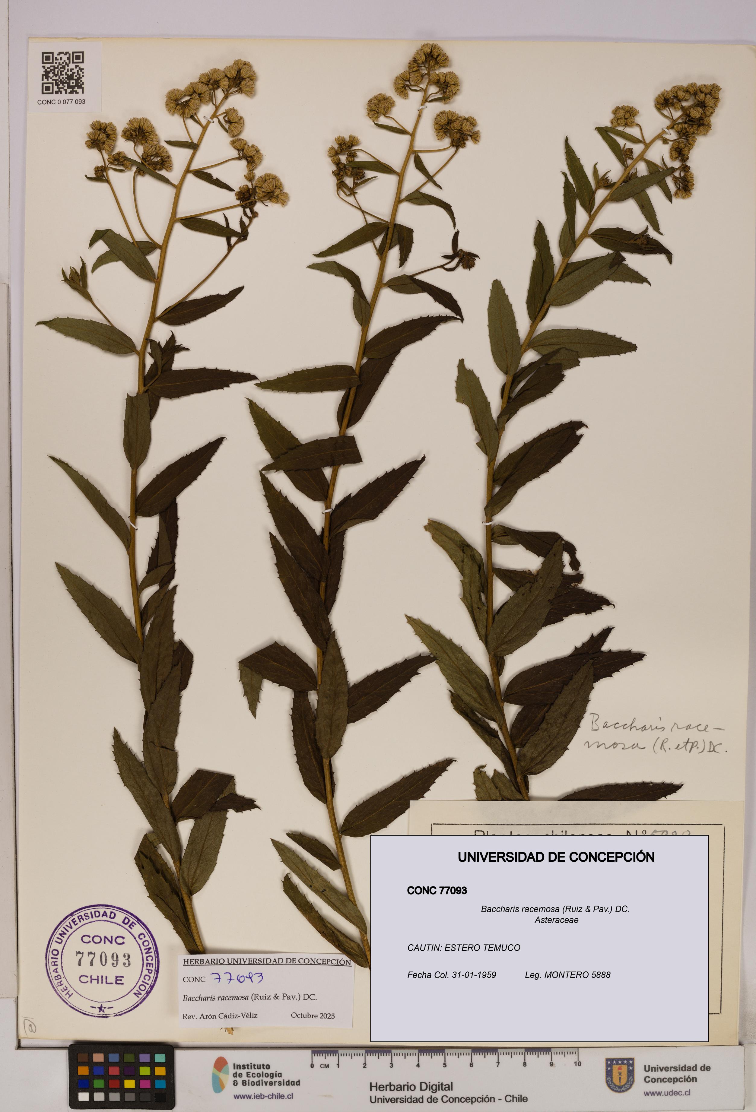 Baccharis racemosa [Espécimen: UDEC:CONC:0077093]