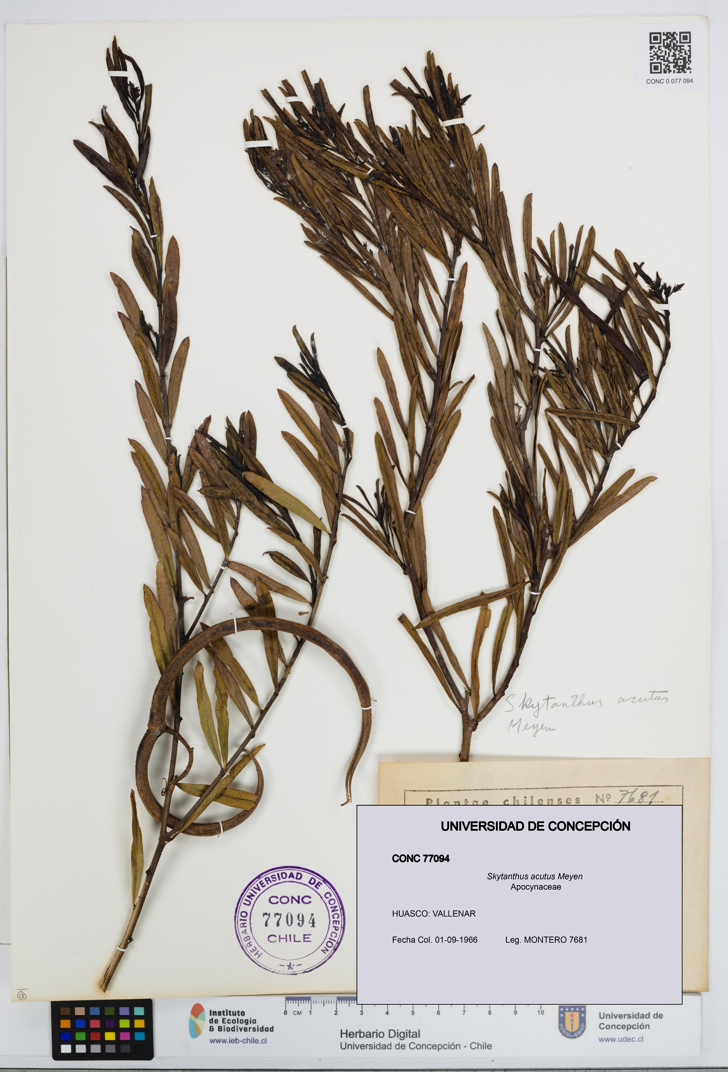 Skytanthus acutus [Espécimen: UDEC:CONC:0077094]