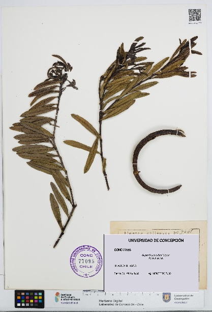 Skytanthus acutus [Espécimen: UDEC:CONC:0077095]