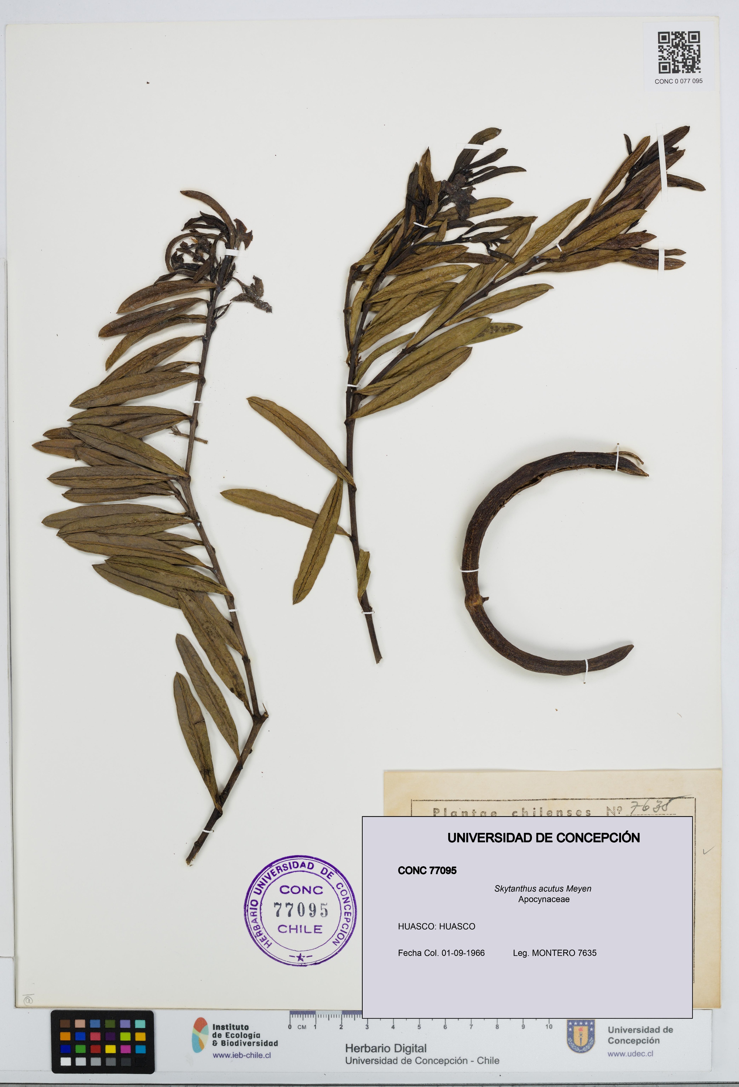 Skytanthus acutus [Espécimen: UDEC:CONC:0077095]