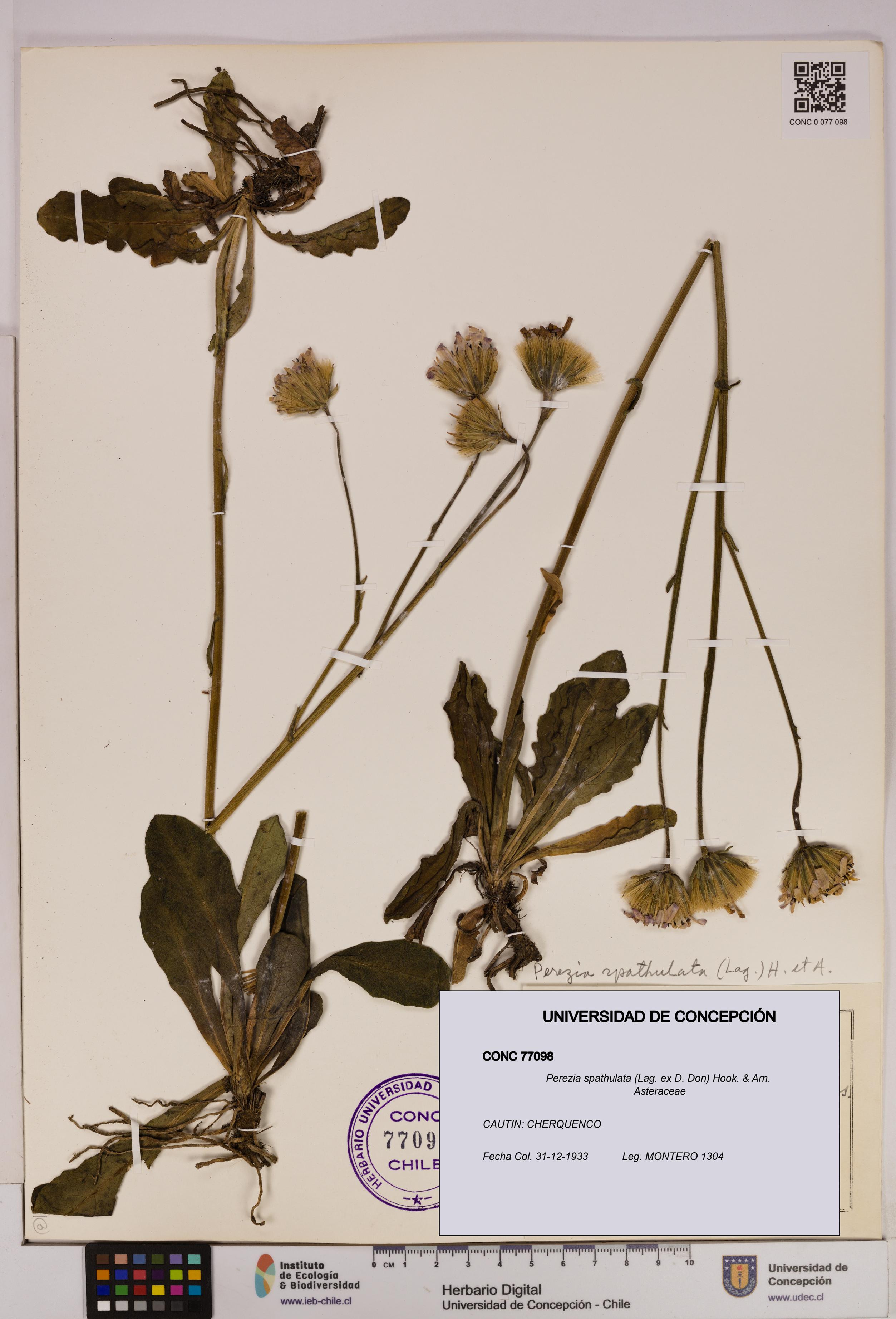 Perezia spathulata [Espécimen: UDEC:CONC:0077098]