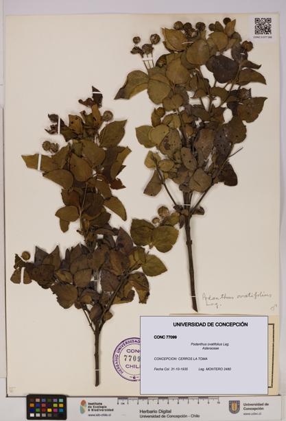 Podanthus ovatifolius [Espécimen: ]