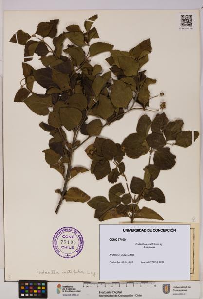 Podanthus ovatifolius [Espécimen: ]