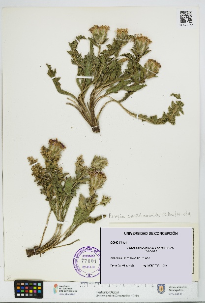 Perezia carthamoides [Espécimen: UDEC:CONC:0077101]