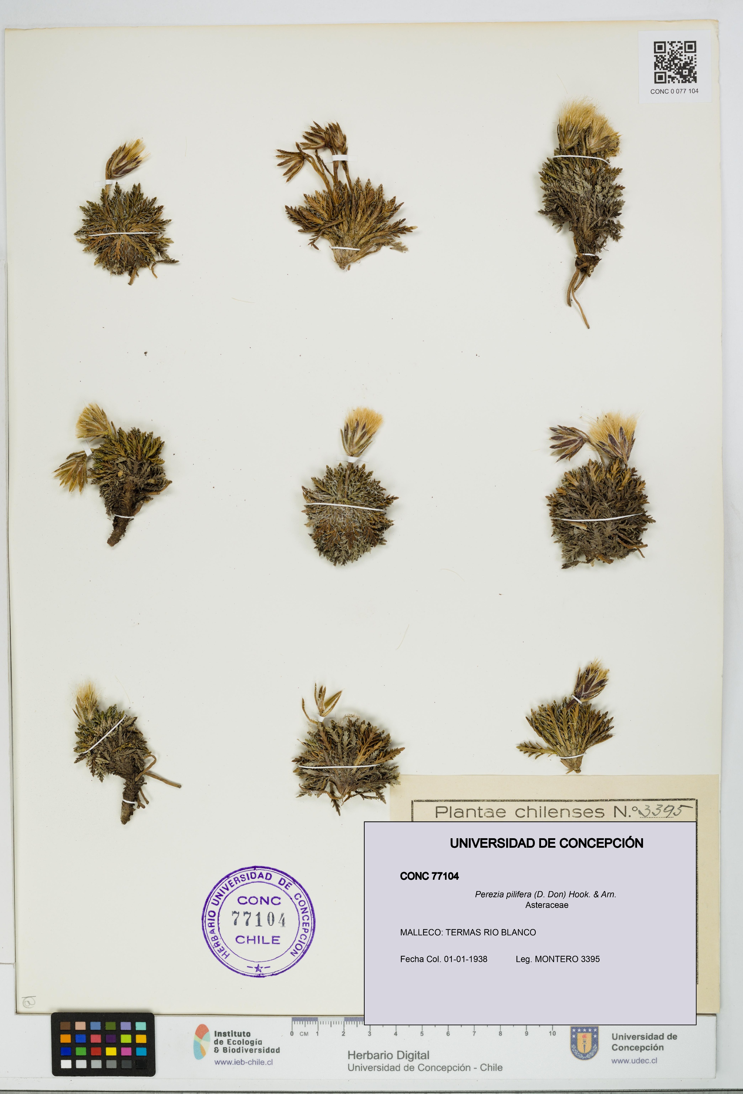 Perezia pilifera [Espécimen: UDEC:CONC:0077104]