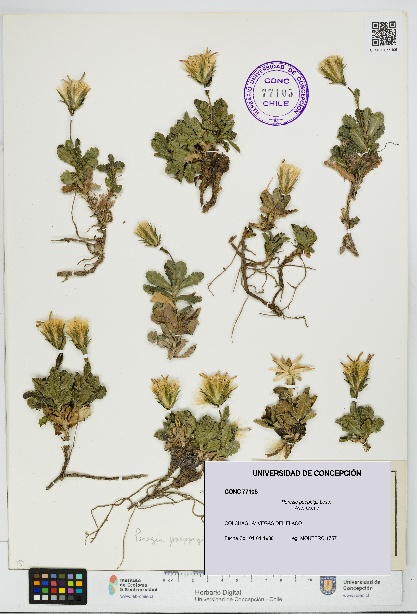 Perezia poeppigii [Espécimen: UDEC:CONC:0077105]