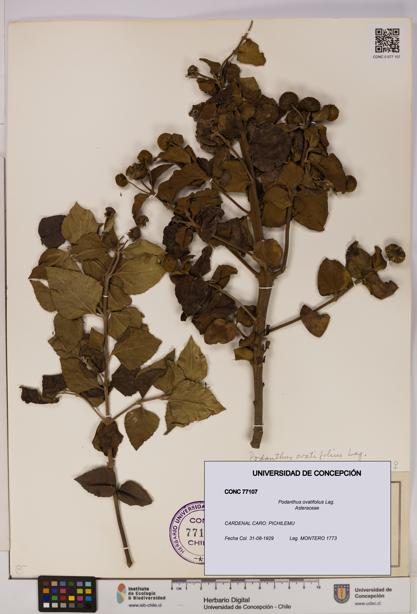 Podanthus ovatifolius [Espécimen: ]