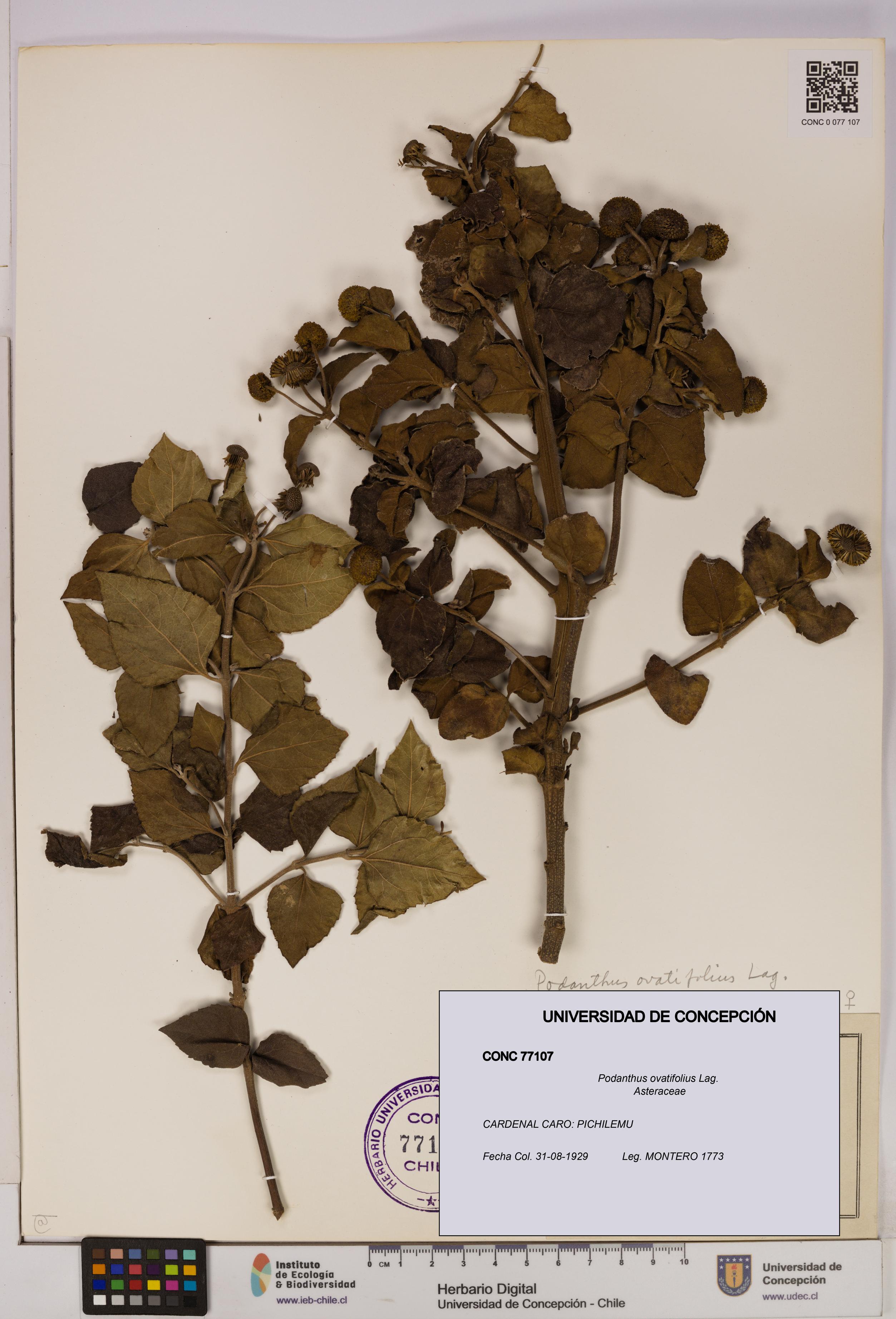 Podanthus ovatifolius [Espécimen: ]