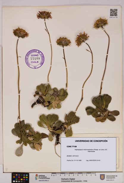 Haplopappus macrocephalus [Espécimen: UDEC:CONC:0077109]