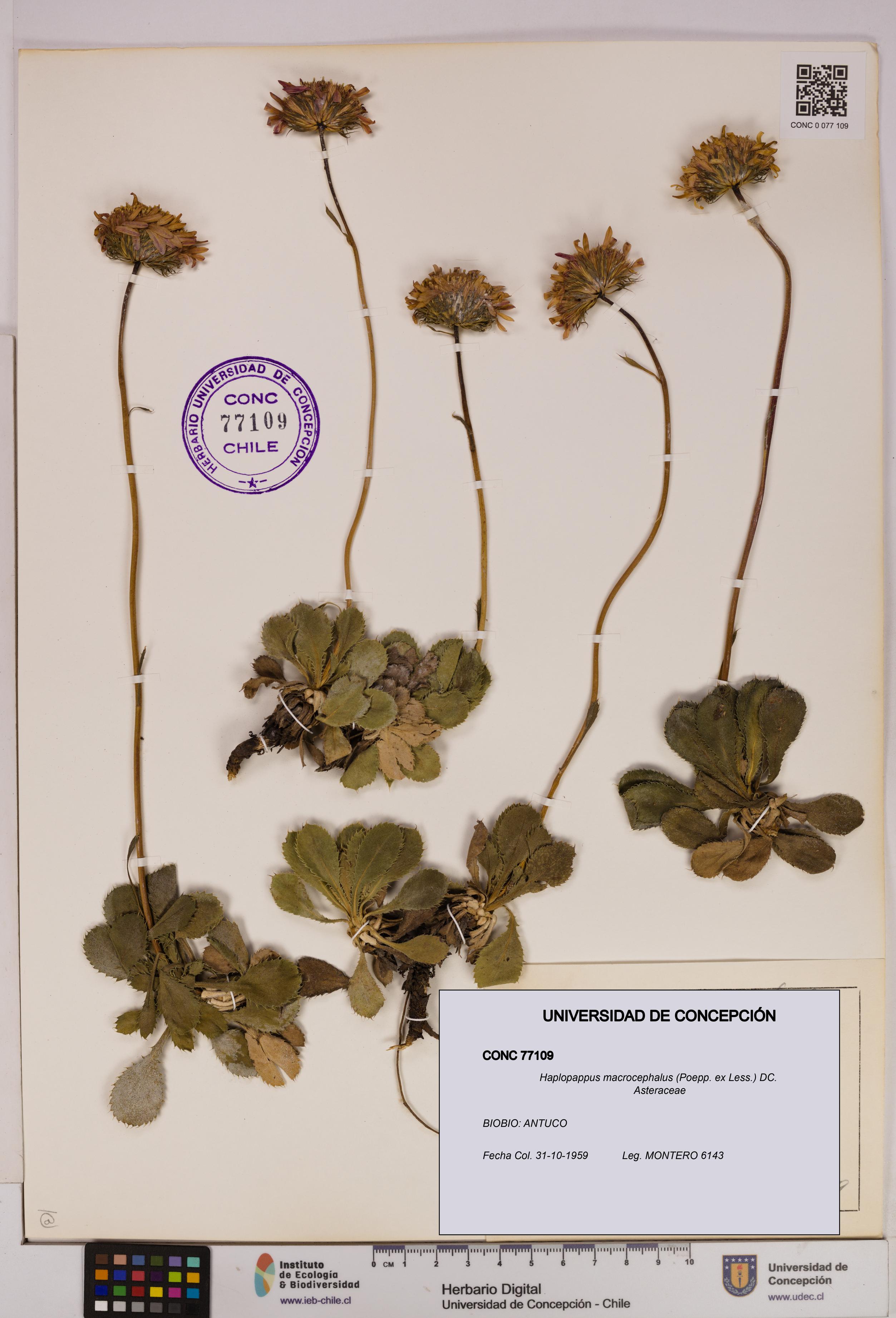 Haplopappus macrocephalus [Espécimen: UDEC:CONC:0077109]