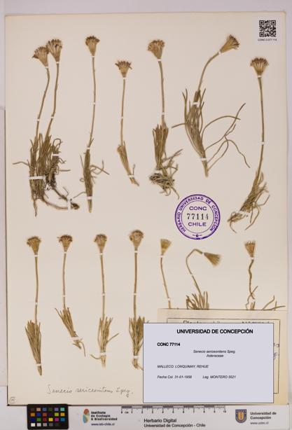 Senecio sericeonitens [Espécimen: UDEC:CONC:0077114]