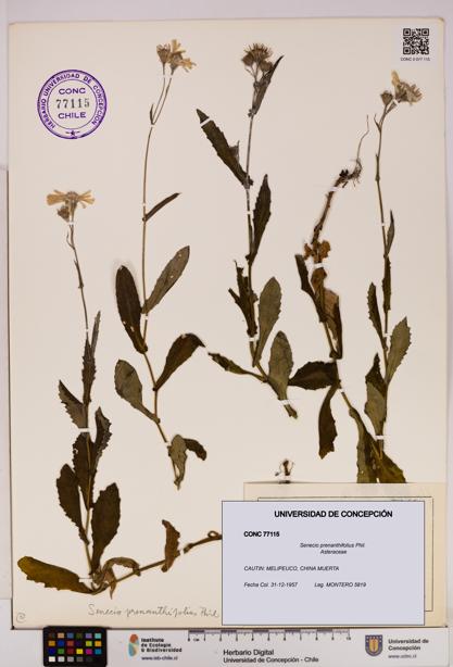 Senecio prenanthifolius [Espécimen: UDEC:CONC:0077115]