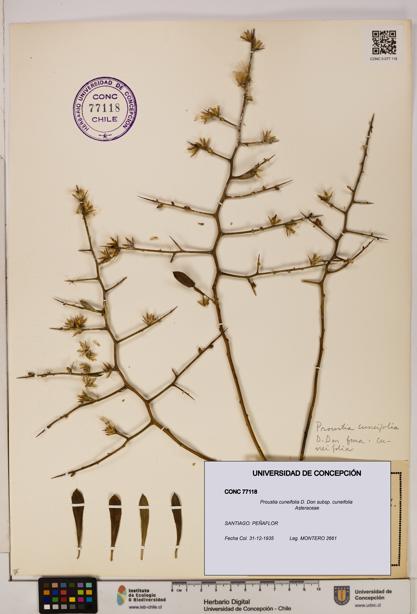 Proustia cuneifolia subsp. cuneifolia [Espécimen: UDEC:CONC:0077118]